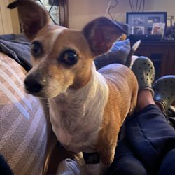 Pet Angel Memorial Center - My Uno 11yr old Jack Russell Terrier