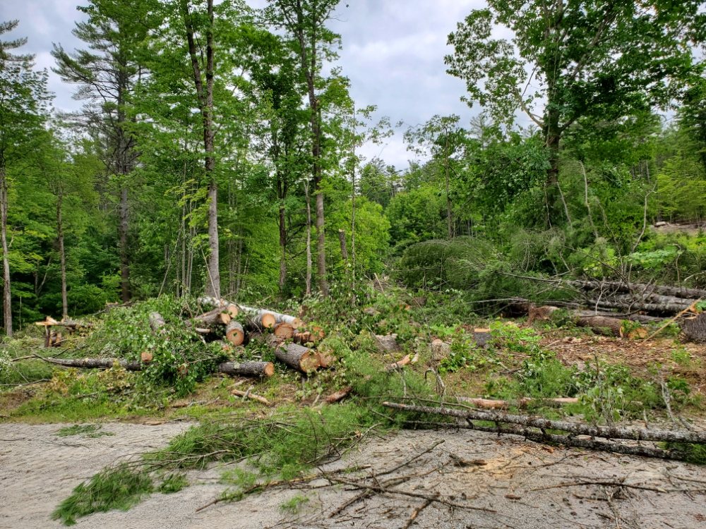 JB7 Tree Services - tree service in Rochester, NH