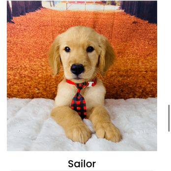 Quality Puppies USA - Pet Breeders Near Me - Ocala, Florida Quality Puppies USA - Pet Breeders Near Me - Ocala, Florida
