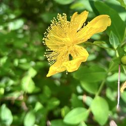 McConnell Springs - Flower
