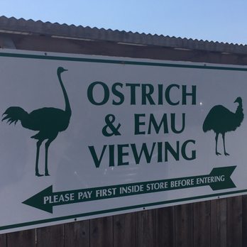 Ostrichland USA - Attraction Farms Near Me - Solvang, California Ostrichland USA - Attraction Farms Near Me - Solvang, California