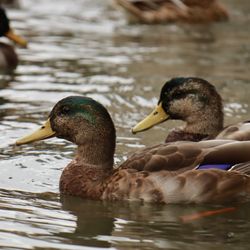 University Of Cambridge - Mallards