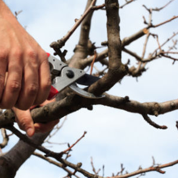 The Forestree Company - Tree Services Near Me