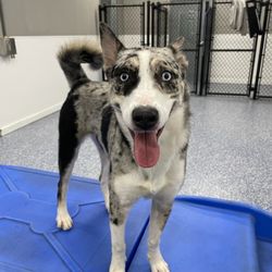 Wags and Whiskers of the Wireg - Wags pack member