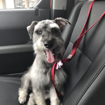 Groom & Board - Eyebrows WTF? - Pet Groomers Near Me - Placentia, California