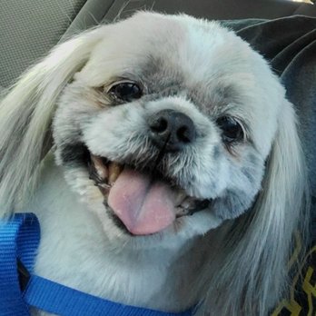 Dirty Dawgs Pet Care - Pet Groomers Near Me - Tucson, Arizona