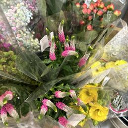 Hoping to keep these alive Hoping to keep these alive