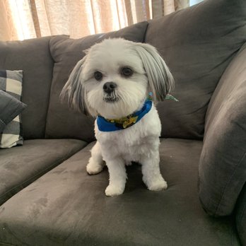 Spoiled Rotten Pet Salon - After - Pet Groomers Near Me - Youngtown, Arizona