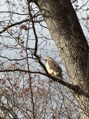 South Mountain Reservation by null