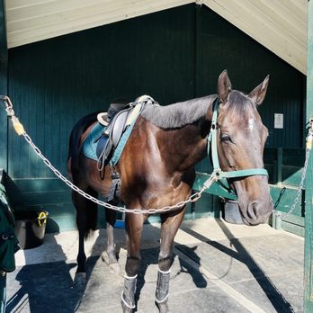 Reflection Dressage - Horseback Riding Near Me Reflection Dressage - Horseback Riding Near Me