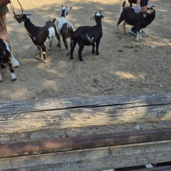 Grant's Farm - More Goats - Attraction Farms Near Me - St. Louis, Missouri Grant's Farm - More Goats - Attraction Farms Near Me - St. Louis, Missouri