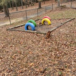 Dallas Dog Park - Playing