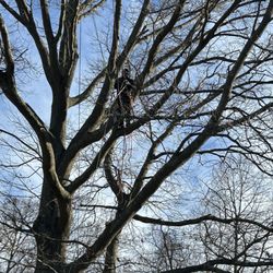 EC Tree Cutting Service - Tree before it was cut