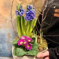 Blooming Amazing Flower Company - Spring planter featuring scented Hyacinths with other seasonal blooms - a lovely seasonal growing gift with same day delivery in Dublin.