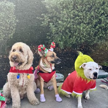 Sit Means Sit San Gabriel Valley - Glendora Christmas Parade with Sit Means Sit - Pet Training Near Me - Glendora, California Sit Means Sit San Gabriel Valley - Glendora Christmas Parade with Sit Means Sit - Pet Training Near Me - Glendora, California
