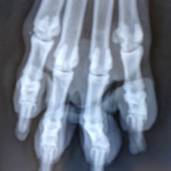 Allcare Veterinary Hospital - Melanoma, undiagnosed, un-recocognized by Grossbard! - Veterinarians Near Me - Pacifica, California Allcare Veterinary Hospital - Melanoma, undiagnosed, un-recocognized by Grossbard! - Veterinarians Near Me - Pacifica, California