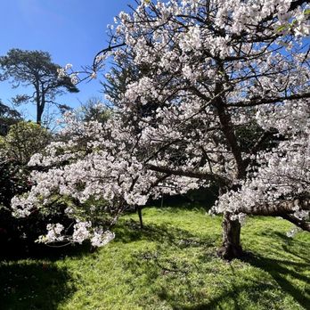 Japanese Tea Garden - Cherry blossoms - Tea Rooms Near Me - San Francisco, California