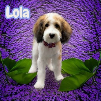 Sunny Days Mobile Grooming - Pet Groomers Near Me Sunny Days Mobile Grooming - Pet Groomers Near Me