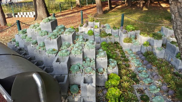 Jardín Botánico del Bosque de Chapultepec by null