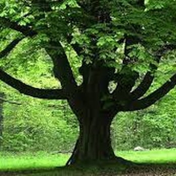 Anderson Tree Services - Tree Services Near Me - Islip, New York Anderson Tree Services - Tree Services Near Me - Islip, New York