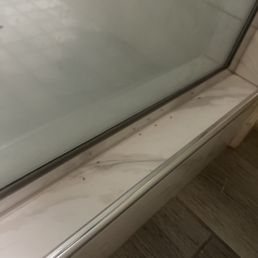 Ants