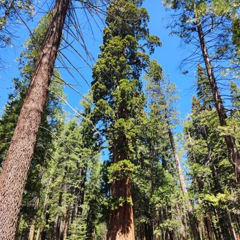 Calaveras Big Trees State Park - Parks Near Me - Arnold, California