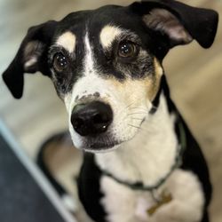 South Kansas City Mobile Veterinary Clinic