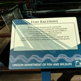 Wizard Falls Trout Hatchery - Amusement Parks Near Me - Camp Sherman, Oregon