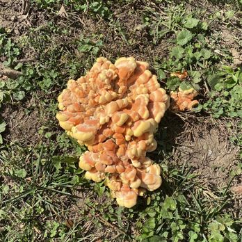 Scioto Grove Metro Park - "Candy Corn" fungus. - Parks Near Me - Grove City, Ohio Scioto Grove Metro Park - "Candy Corn" fungus. - Parks Near Me - Grove City, Ohio