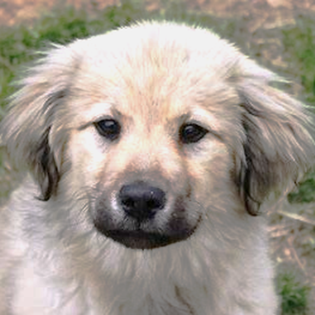 LBK Bookkeeping - My favorite breed. - Bookkeepers Near Me LBK Bookkeeping - My favorite breed. - Bookkeepers Near Me