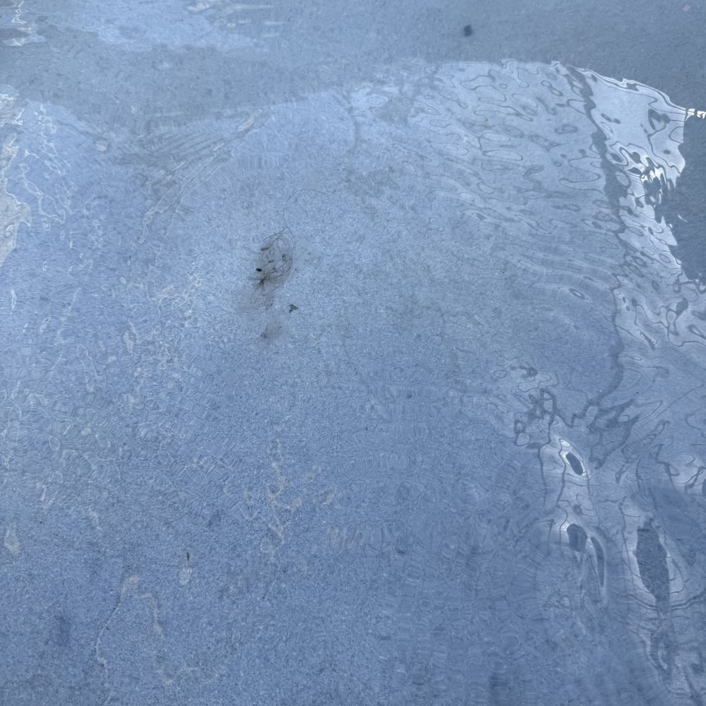 Hotel LBI - Dirt and hair floating in the pool - Hotels Near Me - Ship Bottom, New Jersey