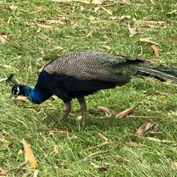Many beautiful peacocks at the farm.