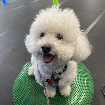 Good Dog Pet Training - Pet Training Near Me - Mahwah, New Jersey
