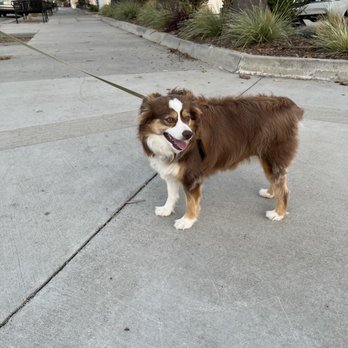 House & Dog Sitting - House Sitters Near Me House & Dog Sitting - House Sitters Near Me