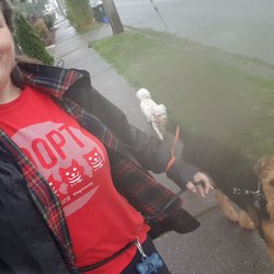 A Better Way Dog Walking