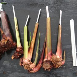 Plant Group Hawaii - Heliconia rhizomes with foot long ruler