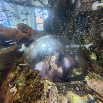 Sitka Sound Science Center - Aquariums Near Me - Sitka, Alaska Sitka Sound Science Center - Aquariums Near Me - Sitka, Alaska