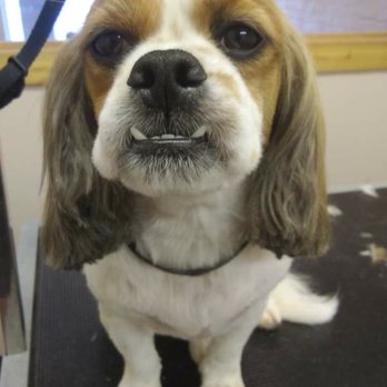 Lake Air Grooming Salon - Oh, Charlie 3 - Pet Groomers Near Me - Waco, Texas Lake Air Grooming Salon - Oh, Charlie 3 - Pet Groomers Near Me - Waco, Texas