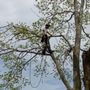Photo of Edgewood Tree Service