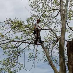 Edgewood Tree Service