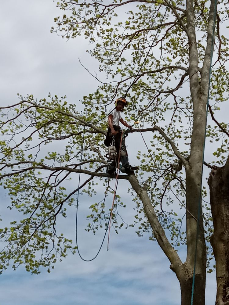 Edgewood Tree Service - tree service in Cranston, RI