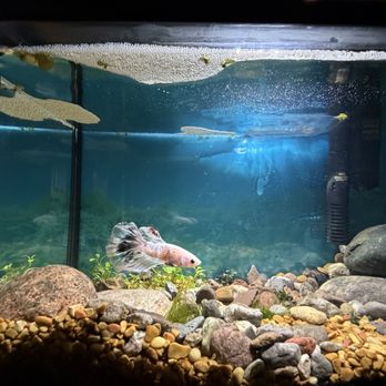 Ocean Aquarium and Ponds - 5 gallon Betta Tank - Local Fish Stores Near Me - Las Cruces, New Mexico Ocean Aquarium and Ponds - 5 gallon Betta Tank - Local Fish Stores Near Me - Las Cruces, New Mexico