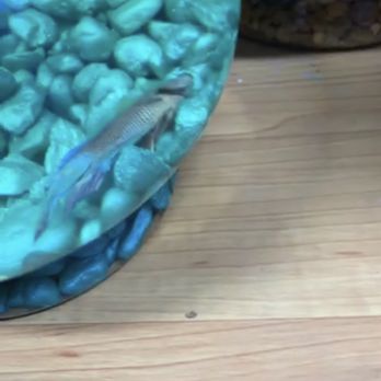 Tat Tropical Illusion - Local Fish Stores Near Me - Thousand Oaks, California