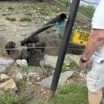 Action Wildlife Foundation - Wild boar feeding - Community Service/Non-Profit Near Me - Goshen, Connecticut
