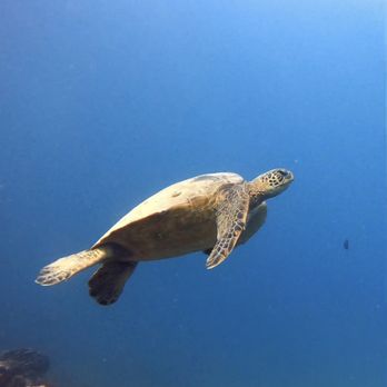 Hawaiian Diving Adventures - So many turtles! - Scuba Diving Near Me - Honolulu, Hawaii