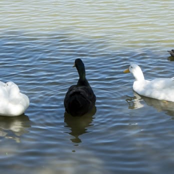 Lindo Lake County Park - Parks Near Me - Lakeside, California