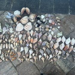 Reel Kind Fishing and Shelling - Our collection of shells.