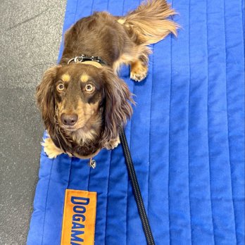 Zoom Room Dog Training - Advanced Obedience with trainer Melanie. - Pet Training Near Me - Lakewood, California Zoom Room Dog Training - Advanced Obedience with trainer Melanie. - Pet Training Near Me - Lakewood, California