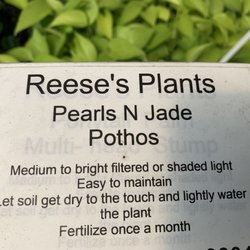 Reese's Plants