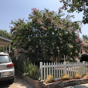 Aper's Tree Service - Before, View 2 - Tree Services Near Me - Sunland, California Aper's Tree Service - Before, View 2 - Tree Services Near Me - Sunland, California